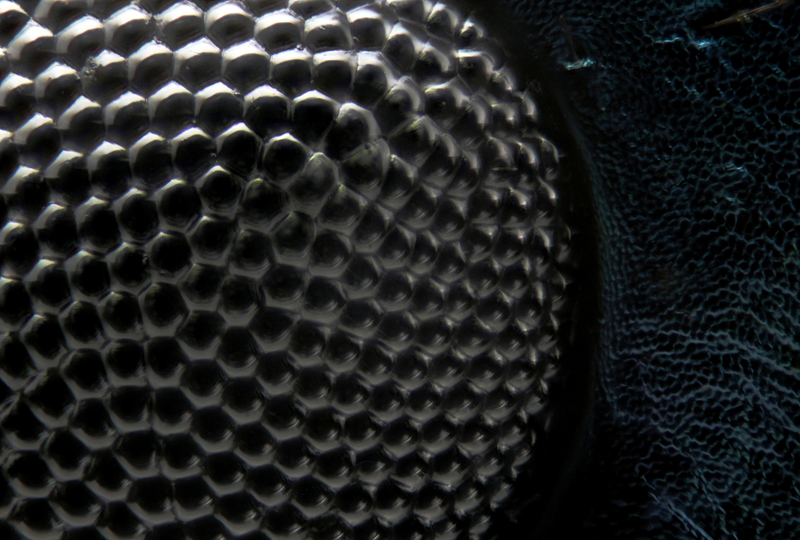 Illustration for article titled I've never seen macroscopic images as incredibly sharp as these ones